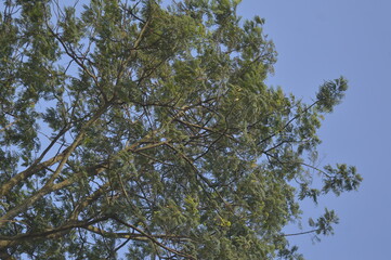 branches against blue sky