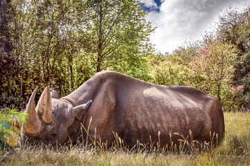 a rhino asleep in tall grass