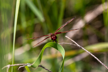 A ruby meadowhawk dragonfly with a broken wing resting on a plant along the shores of a lake in northern Ontario.