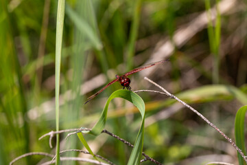 A ruby meadowhawk dragonfly with a broken wing resting on a plant along the shores of a lake in northern Ontario.