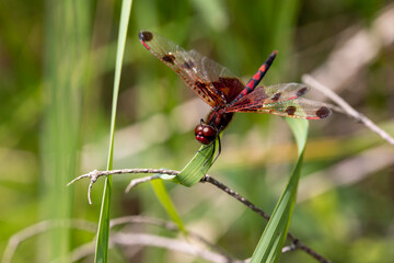 A ruby meadowhawk dragonfly with a broken wing resting on a plant along the shores of a lake in northern Ontario.