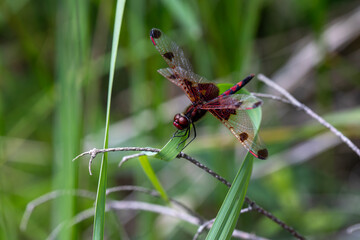 A ruby meadowhawk dragonfly with a broken wing resting on a plant along the shores of a lake in northern Ontario.