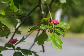 nature sceneries along the queens view path, Loch Tummel, Scotland