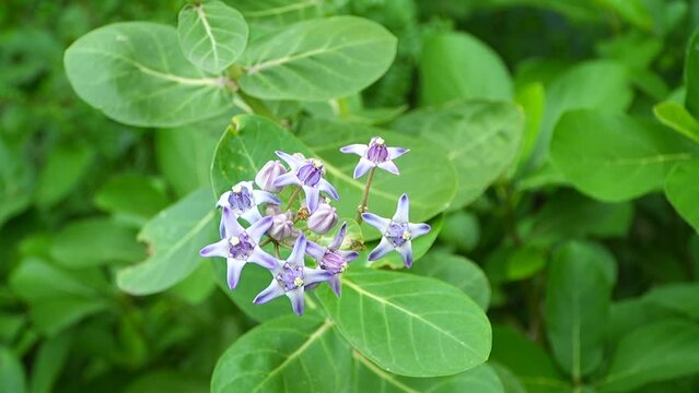 Purple Calotropis gigantea buds and flowers
