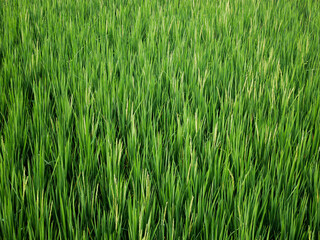 green grass background