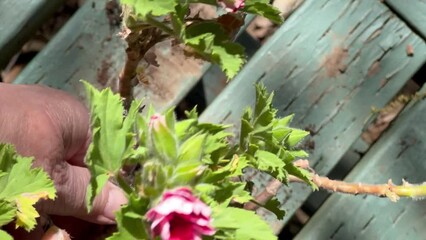 Loosening a root bound pelargonium plant