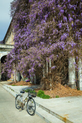 Glicine in una Piazza di Vercelli, Piemonte