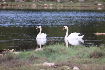 A pair of white swans on the lake in search of food