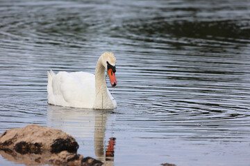 Lonely white swan on the lake looking for food