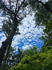 trees and sky