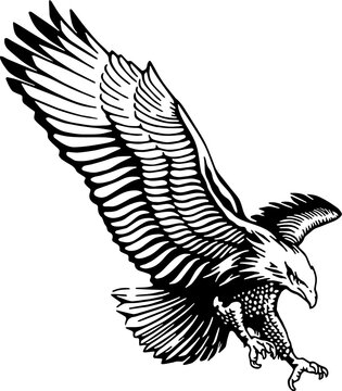 eagle in flight illustration