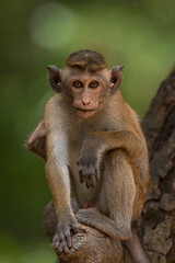 Toque macaque in Sri Lanka