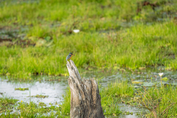 A king fisher waiting for a prey