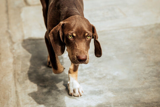 retrato de perros fuera de casa, jugando, rascandose y caminado por las calles. en un dia soleado.