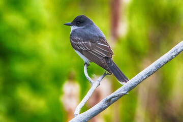 Eastern KingBird At Presque Isle State Park