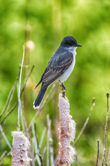 Eastern KingBird At Presque Isle State Park