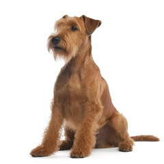 Irish Terrier dog close up portrait isolated on white background. Cute pet, red color dog, loyal friend, good companion