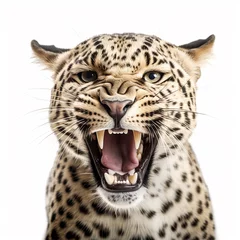  Predatory angry scary spotted leopard Panthera pardus growls and bares its fangs, head close-up isolated on white background © catocala