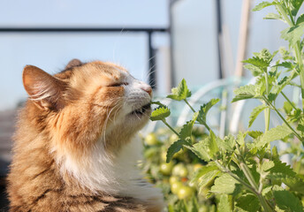 Cute cat eating catnip in front of defocused garden. Close up of cat biting, sniffing or rubbing catmint plant leaves. Known as catswort. Grow your own catnip. Fluffy calico kitty. Selective focus. - obrazy, fototapety, plakaty
