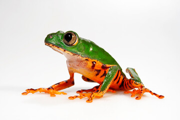 Tiger-striped tree frog // Tiger-Makifrosch (Callimedusa tomopterna / Phyllomedusa tomopterna)