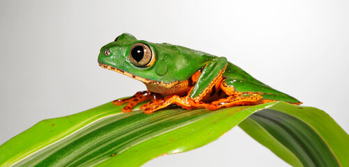 Tiger-striped tree frog // Tiger-Makifrosch (Callimedusa tomopterna / Phyllomedusa tomopterna)