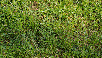 Green grass texture background. Close up of fresh green grass with copy space.
