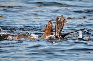 Fototapeta premium Steller sea lions at their rookery in Gwaii Haanas National Park Reserve, Haida Gwaii, British Columbia, Canada