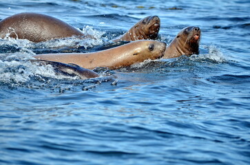 Obraz premium Steller sea lions at their rookery in Gwaii Haanas National Park Reserve, Haida Gwaii, British Columbia, Canada