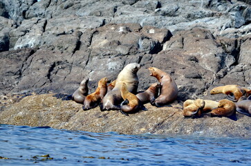 Steller sea lions at their rookery in Gwaii Haanas National Park Reserve, Haida Gwaii, British Columbia, Canada