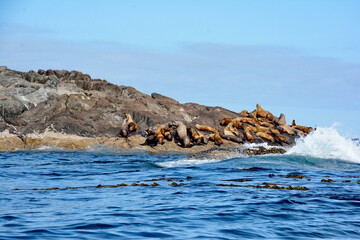 Steller sea lions at their rookery in Gwaii Haanas National Park Reserve, Haida Gwaii, British Columbia, Canada