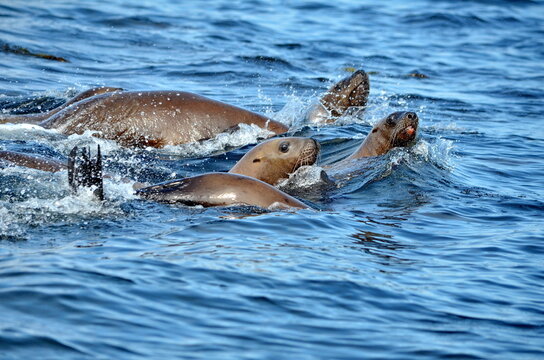 Steller Sea Lions At Their Rookery In Gwaii Haanas National Park Reserve, Haida Gwaii, British Columbia, Canada