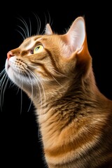 an orange tabby cat is looking up into the sky