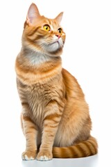 Obraz premium an orange tabby cat is sitting on a white background