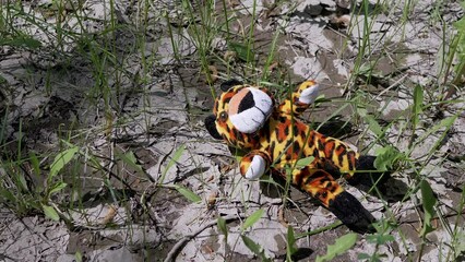 Lost Soft Toy of Tiger Lies on Wet Cracked Ground among the Grass in Forest. Sunny day. Camera movement. Springtime. Concept of loneliness, kidnapping, missing children, war, flight from Ukraine.