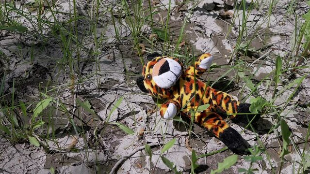 Lost Soft Toy of Tiger Lies on Wet Cracked Ground among the Grass in Forest. Sunny day. Camera movement. Springtime. Concept of loneliness, kidnapping, missing children, war, flight from Ukraine.
