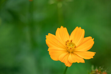 Cosmos sulphureus is a species of flowering plant in the sunflower family Asteraceae, also known as sulfur cosmos and yellow cosmos. It is native to Mexico, Central America, and northern South America