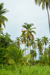 Fototapeta na wymiar Coconut plantation.