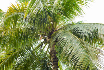 Coconut plantation.