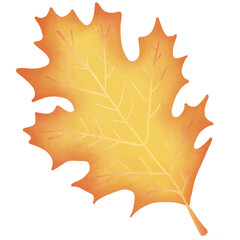 Leaves change color in autumn