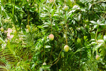 Mango trees with fruits.