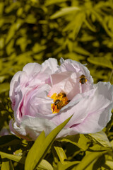 A pink peony flower with a bee on it. The bee is resting on the flower, which is surrounded by green leaves