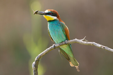 Obraz premium European bee-eater - Merops apiaster perched with insect in beak at light brown background. Photo from Vetren in Dobruja, Bulgaria. 