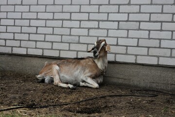 Fototapeta premium goat on the farm
