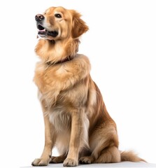 golden retriever sitting in front of a white background