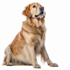 golden retriever sitting in front of white background