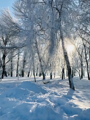 Beautiful Snow Covered Trees and a Bench in the City Park: The Rays of the Morning Sun Break Through the Branches of a Snowy Birch, Vertical Photo