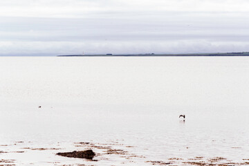 scottish seascape with a cloudy sky, Scotland