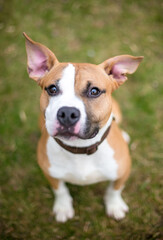A cute Pit Bull Terrier mixed breed dog with floppy ears