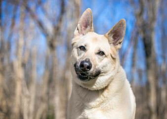 A German Shepherd mixed breed dog with a head tilt