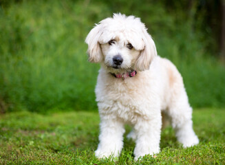 A cute Pomeranian x Poodle mixed breed dog